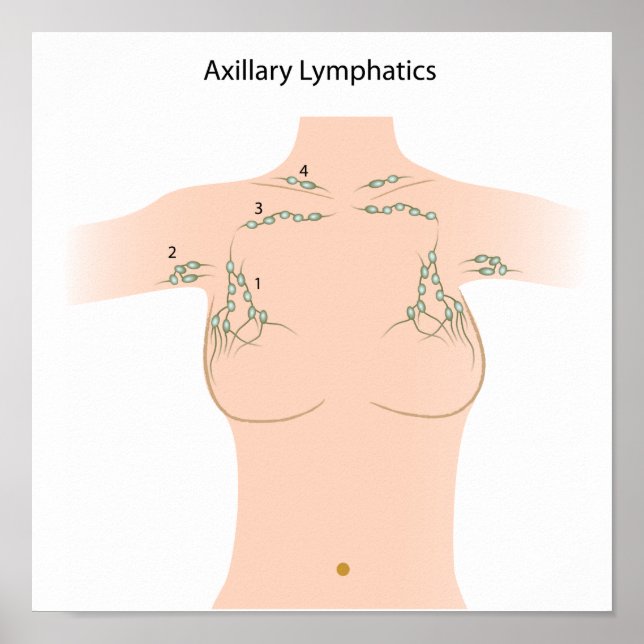 Axillary lymph nodes Poster (Front)