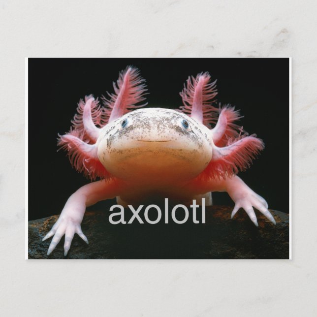 Axolotl Axolotl Axolotl Axolotl Postcard (Front)