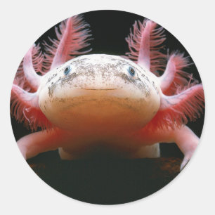 Axolotl Axolotl.png Classic Round Sticker