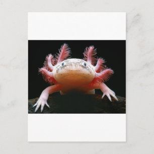 Axolotl Axolotl.png Postcard