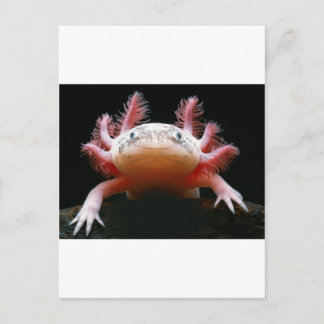 Axolotl Axolotl.png Postcard
