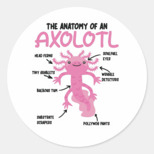 Axolotl Explanation Anatomy Of An Axolotl Classic Round Sticker