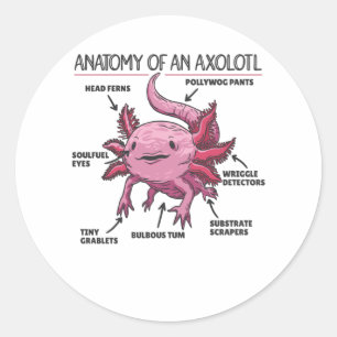 Axolotl Explanation Anatomy Of An Axolotl Classic Round Sticker