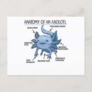 Axolotl Explanation Anatomy Of An Axolotl Postcard