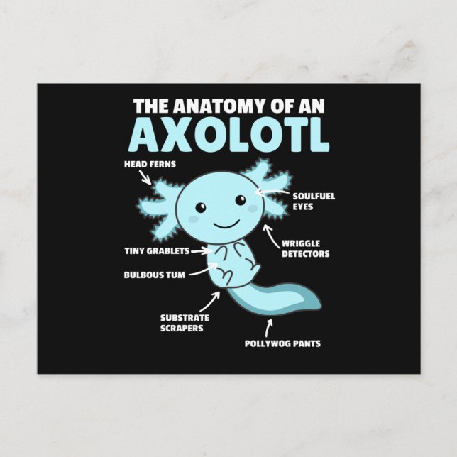 Axolotl Explanation Anatomy Of An Axolotl Postcard (Front)