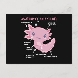 Axolotl Explanation Anatomy Of An Axolotl Postcard