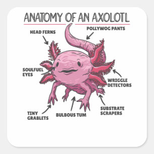 Axolotl Explanation Anatomy Of An Axolotl Square Sticker