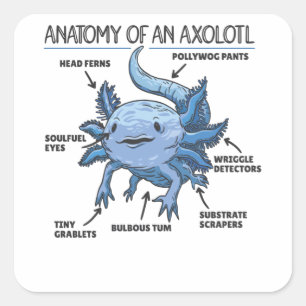 Axolotl Explanation Anatomy Of An Axolotl Square Sticker