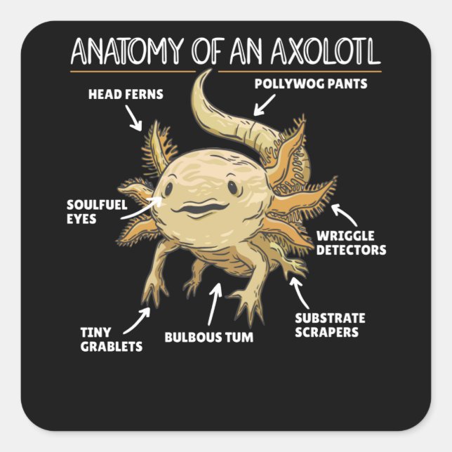 Axolotl Explanation Anatomy Of An Axolotl Square Sticker (Front)