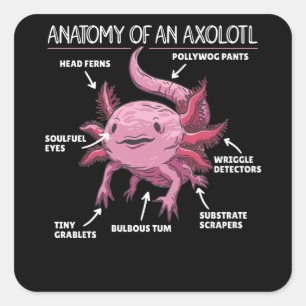 Axolotl Explanation Anatomy Of An Axolotl Square Sticker