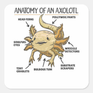 Axolotl Explanation Anatomy Of An Axolotl Square Sticker