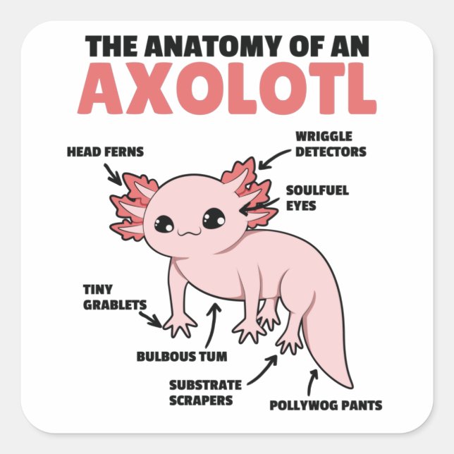 Axolotl Explanation Anatomy Of An Axolotl Square Sticker (Front)