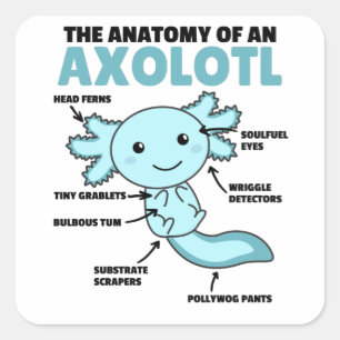Axolotl Explanation Anatomy Of An Axolotl Square Sticker