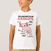 Axolotl Explanation Anatomy Of An Axolotl