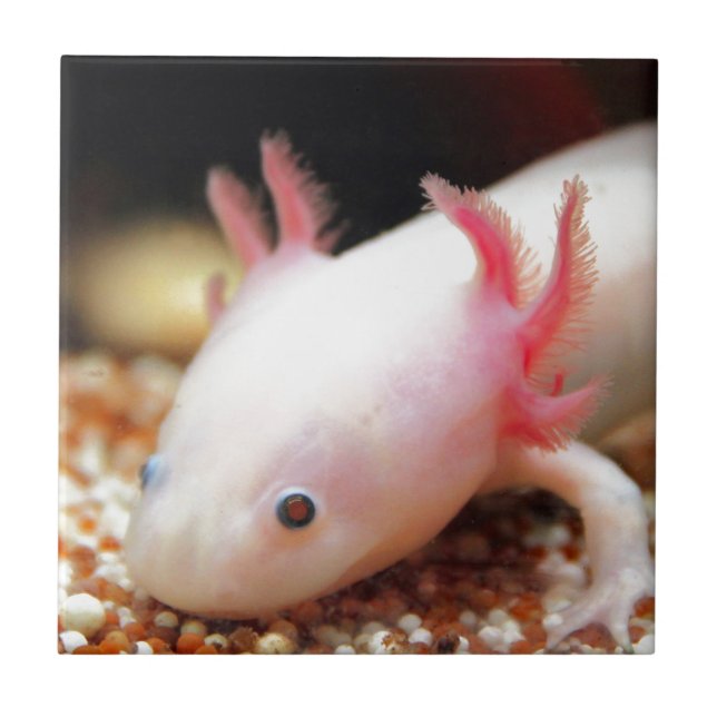 Axolotl Weiling Tile (Front)