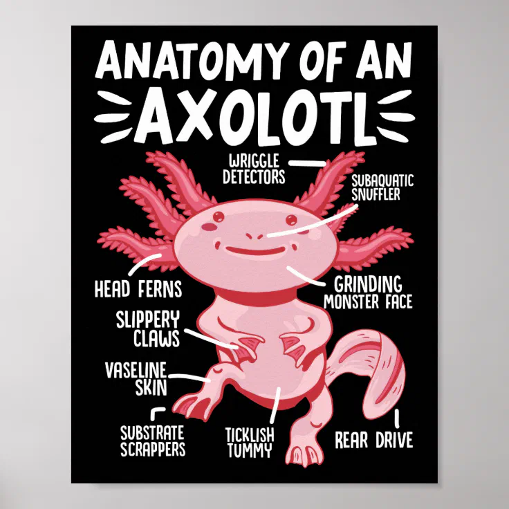 Axolotls Anatomy Of An Axolotl Kawaii Poster | Zazzle