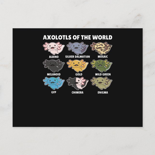 Axolotls From The World Sweet Animals Axolotl Postcard (Front)