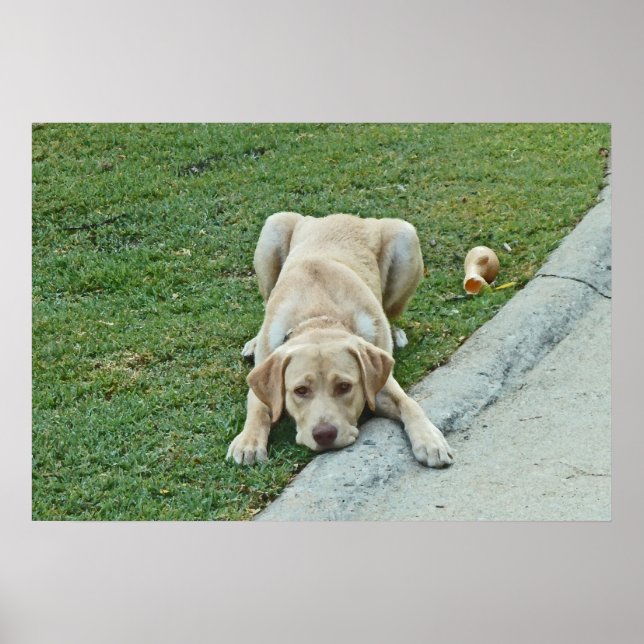 AY - Poster de la poche de chiot jaune du Labrador (Devant)