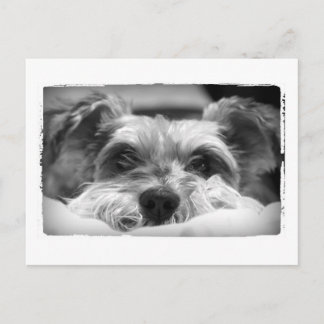 aza black and white photography postcard