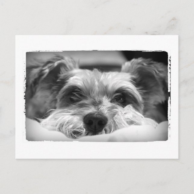 aza black and white photography postcard (Front)