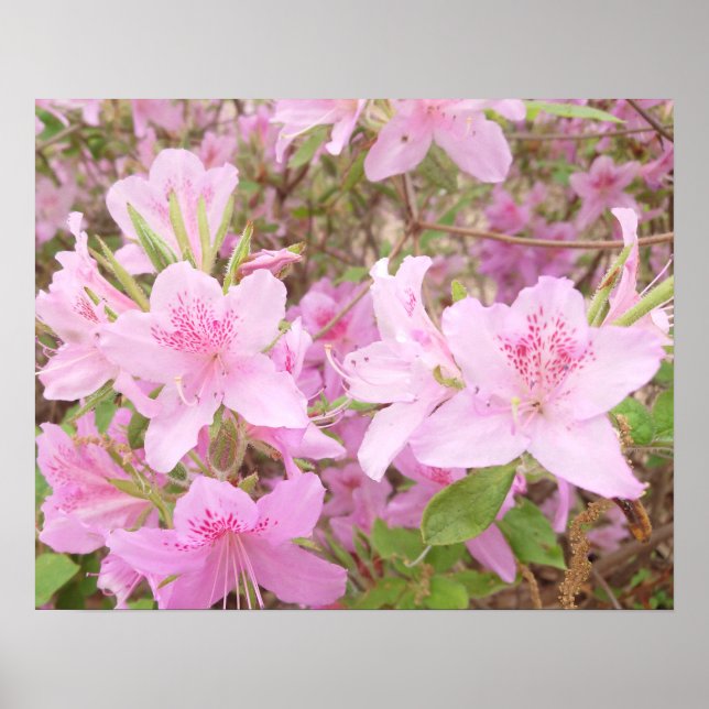 Azalea Bloom Close-Up Photography Poster (Front)