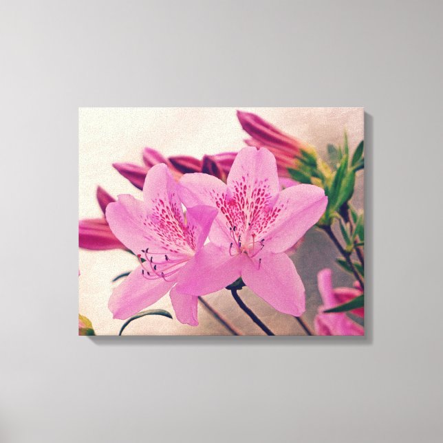 Azalea Blooms Canvas Print (Front)