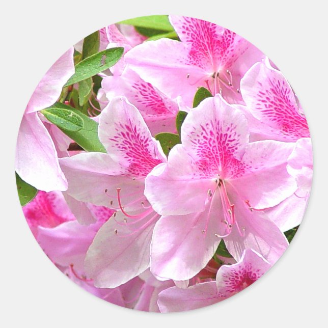 Azalea Blooms Sticker (Front)