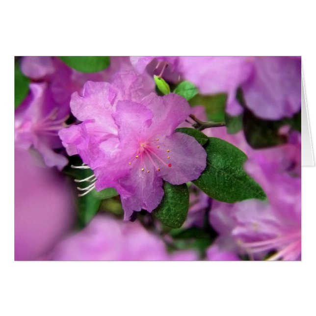 Azalea Blossoms (Front Horizontal)