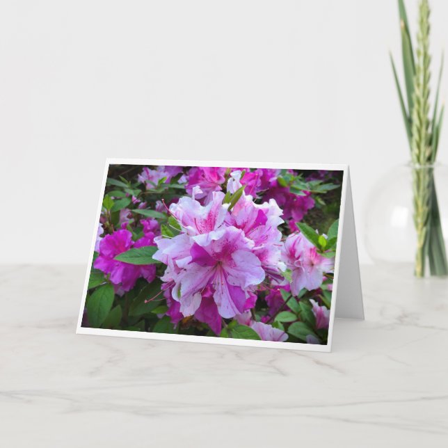 Azalea, card (Front)