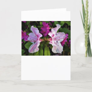 Azalea, card