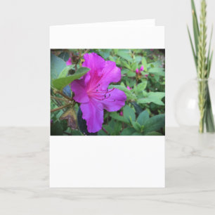 Azalea, Card