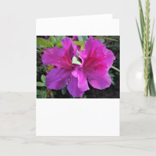 Azalea, card