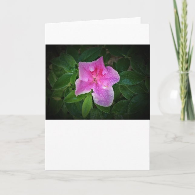 Azalea, card (Front)