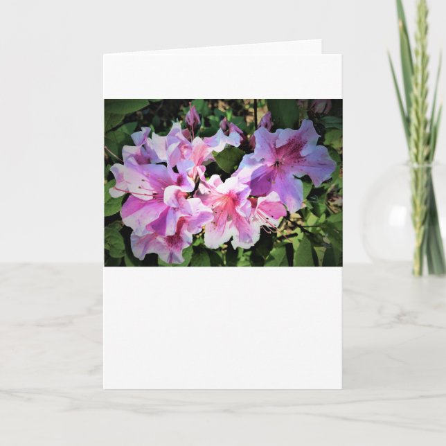 Azalea, card (Front)