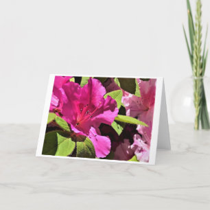 Azalea, card