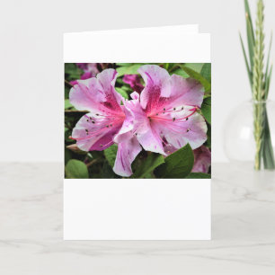 Azalea, card