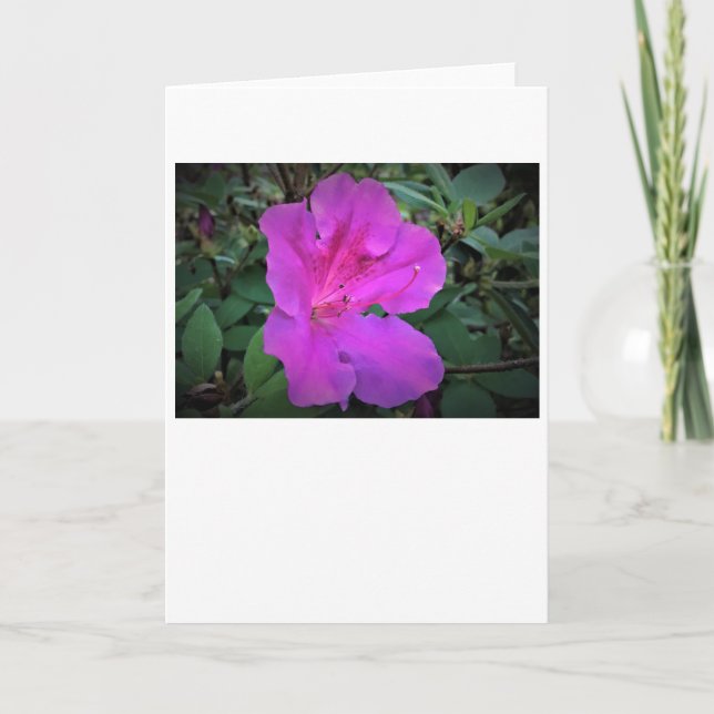 Azalea, card (Front)