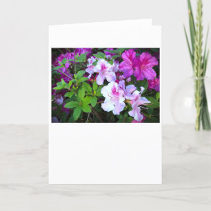 Azalea, card