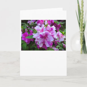 Azalea, card