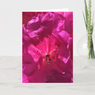 Azalea, card