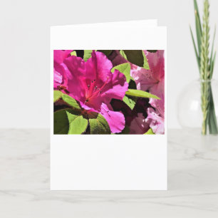 Azalea, card