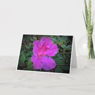Azalea, card