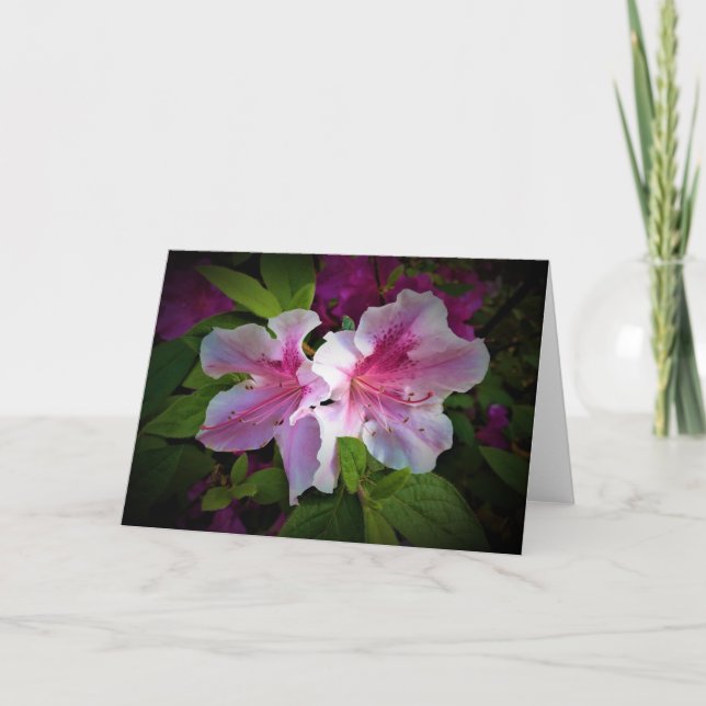 Azalea, card (Front)