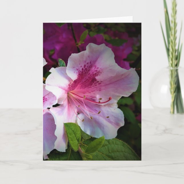 Azalea, card (Front)