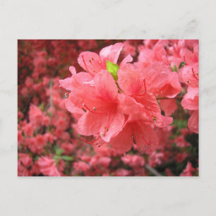 Azalea Field - Postcard