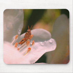 Azalea Flower And Grasshopper  Mouse Pad