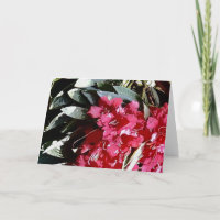 azalea flower in red
