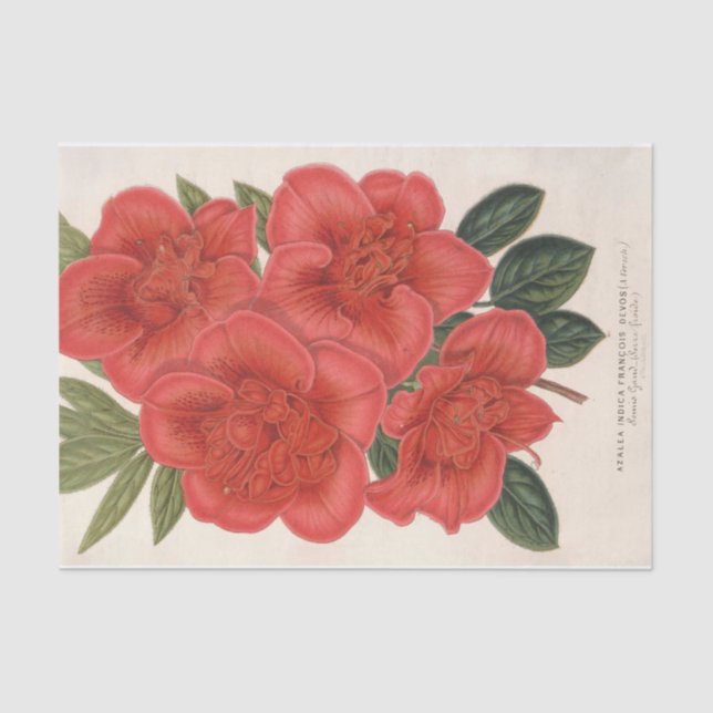 Azalea (Indica) Francois Devos by Charles Lemaire Tissue Paper (Front)