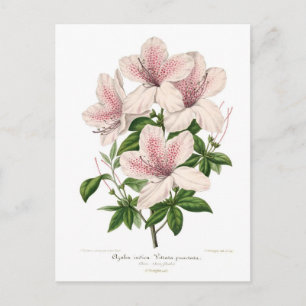 Azalea indica - vittata punctata postcard