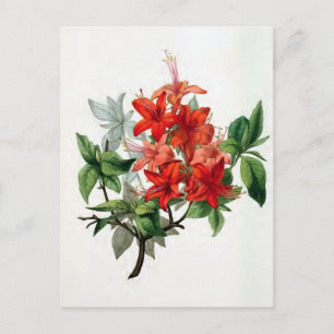 "Azalea Nudiflora" Vintage Flower Illustration Postcard